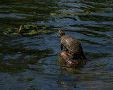 Red-eared Slider turtle