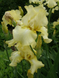 Nature Center Irises