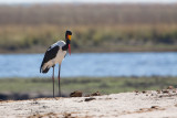 Saddle-billed Stork