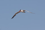 Caspian Tern