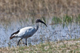 African Sacred Ibis