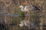 Grey Heron