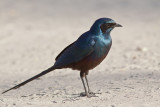  Mevess Starling