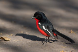 Crimson-breasted Shrike