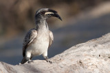 African Grey Hornbill