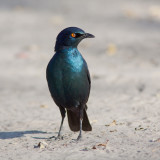 Cape Glossy Starling