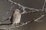 Shaft-tailed Whydah