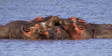 Hippopotamus pile
