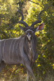 Greater Kudu