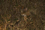 African Wild Cat