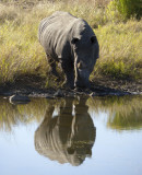 White Rhino drinking