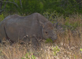 Black Rhino adult