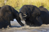 Play-fighting at the waterhole