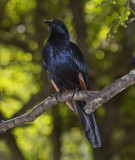 Red-winged Starling_Kruger Park South Africa DES1989 copy.jpg