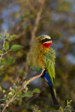 White-fronted Bee-eater