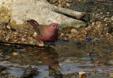 Jamesons Firefinch