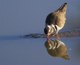 Three-banded Plover