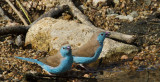 Blue Waxbill