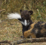 Alpha female lends a tail