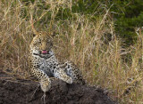 Oppies Cub licking chops_Ngala South Africa DES5077.jpg