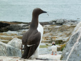 Common Murre