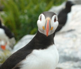 Atlantic Puffin