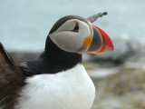 Atlantic Puffin