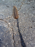 Cuban Slug