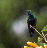 Black-throated Mango