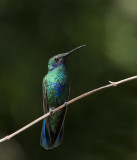 Sparkling Violetear