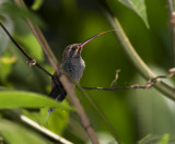 Green Hermit