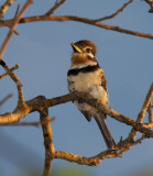 Russet-throated Puffbird female