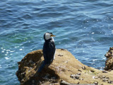 Little Pied Cormorant