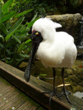 Royal Spoonbill