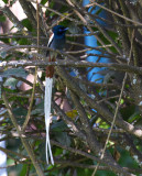 African Paradise Flycatcher