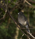 Abyssinian Gray Flycatcher