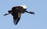 Black Crowned-Crane