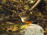 Abyssinian Thrush