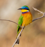 Blue-breasted Bee-eater