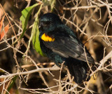 Red-shouldered Cuckooshrike