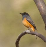 Little Rock Thrush