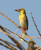 Yellow-breasted Barbet