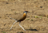 Indian Courser