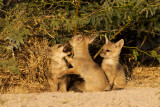 Indian Fox kits at den opening