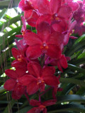Red orchid