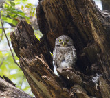 Spotted Owlet