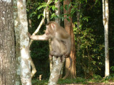 Pig-tailed Macaque