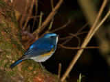 Red-flanked Bluetail,  male