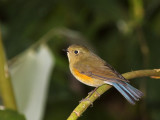 Red-flanked Bluetail,  female