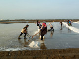 Harvesting salt-early steps